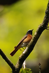David Plant Photography - Wildlife Photography - Redstart - C